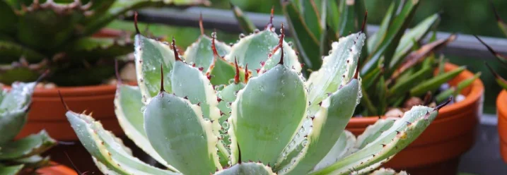 Grünpflanzen mit Stacheln in Töpfen